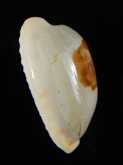 Bistolida brevidentata fluctuans 24,80 mm F+++/Gem-57650