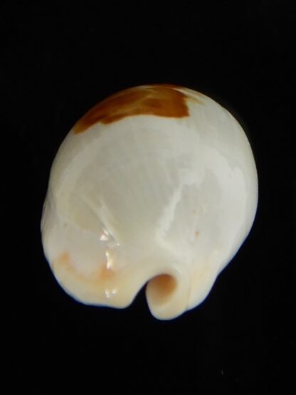 Bistolida brevidentata fluctuans 24,80 mm F+++/Gem-57651