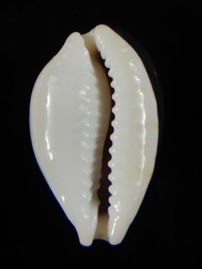 Bistolida brevidentata fluctuans 21,30 mm Gem-57607