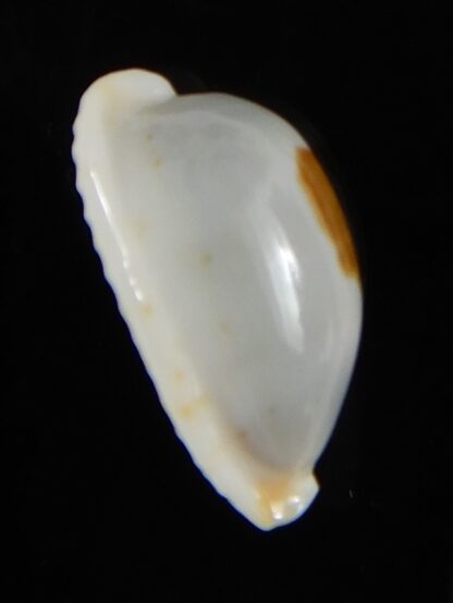 Bistolida brevidentata fluctuans 21,30 mm Gem-57605