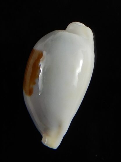 Bistolida brevidentata fluctuans 21,30 mm Gem-57609