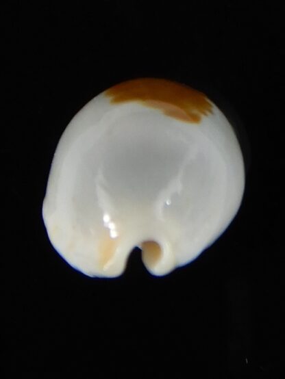 Bistolida brevidentata fluctuans 21,30 mm Gem-57606