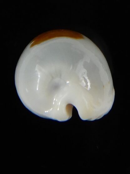 Bistolida brevidentata fluctuans 21,30 mm Gem-57604