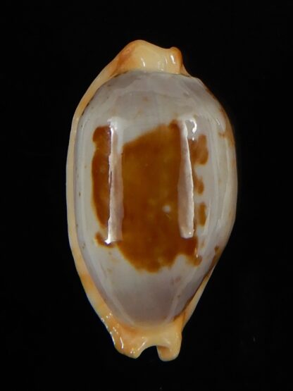 Bistolida stolida lorrainae 24,80 mm Gem-57693