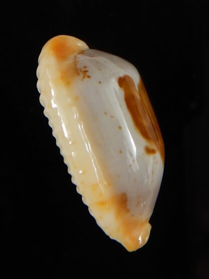 Bistolida stolida lorrainae 24,80 mm Gem-57688