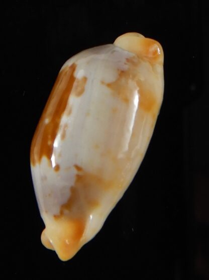 Bistolida stolida lorrainae 24,80 mm Gem-57689