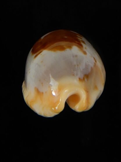 Bistolida stolida lorrainae 24,80 mm Gem-57691