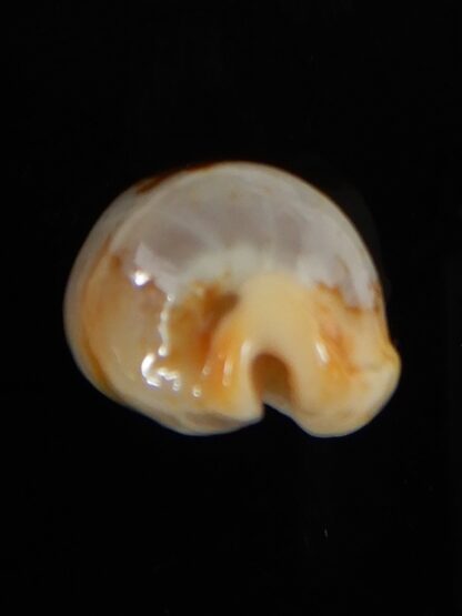 Bistolida stolida lorrainae 24,80 mm Gem-57690