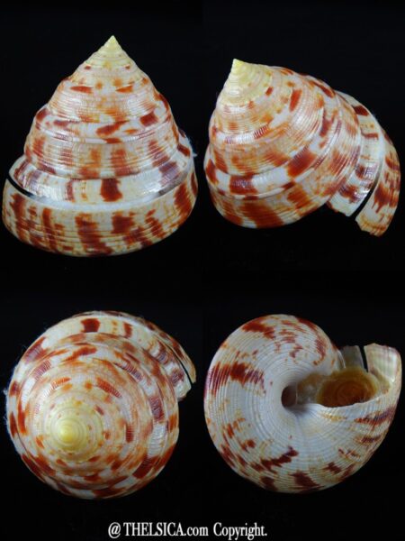 Entemnotrochus adansonianus adansonianus 89,96 mm Gem-0