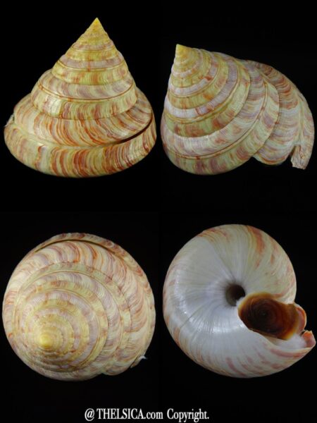 Entemnotrochus rumphii rumphii 131.25 mm Gem-0