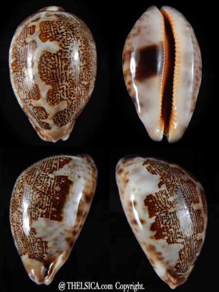 Leporicypraea mappa curvati.. 68,01 mm Gem (-)-0
