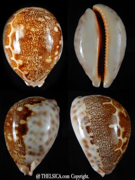 Leporicypraea mappa viridis " Coolidge" 74,50 mm Gem (-)-0