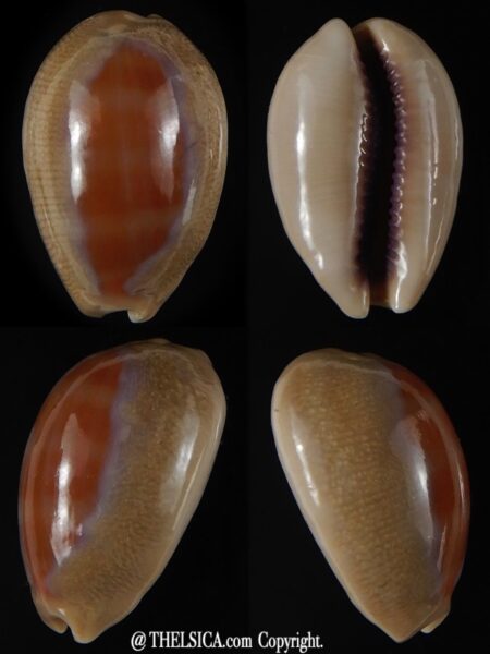 Lyncina carneola ..SP pattern... 24,33 mm Gem-0