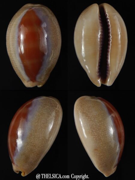 Lyncina carneola ..SP pattern... 30,70 mm Gem-0