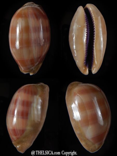 Lyncina leviathan bouteti 59,10 mm F+++/Gem-0