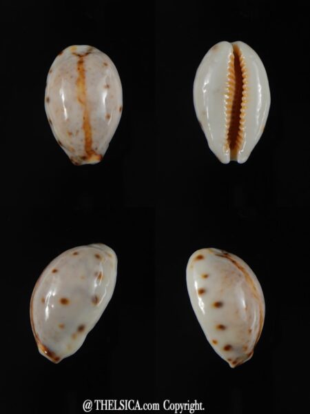 Lyncina lynx .. White... 23,69 mm Gem-0