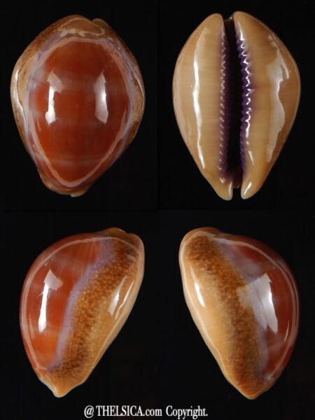 Lyncina propinqua pinguis 28,77 mm Gem (-)-0