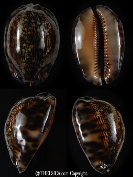 Mauritia arabica arabica 45,61 mm Gem -0
