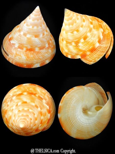 Mikadotrochus anseeuwi 54,6 mm Gem-0