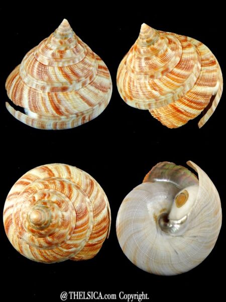Mikadotrochus hirasei hirasei 82,40 mm Gem-0
