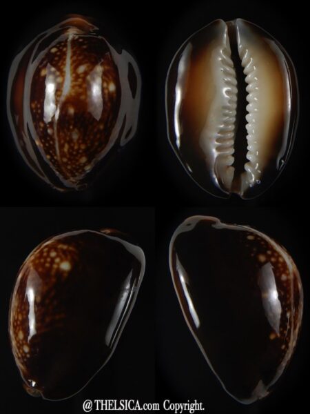 Monetaria caputserpentis .. very calous .. 34,28 mm Gem -0