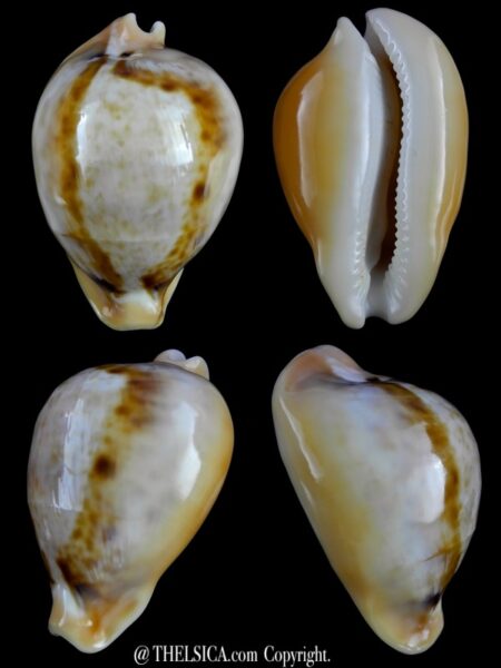 Nesiocypraea teramachii neocaledonica 57,2 mm Gem-0