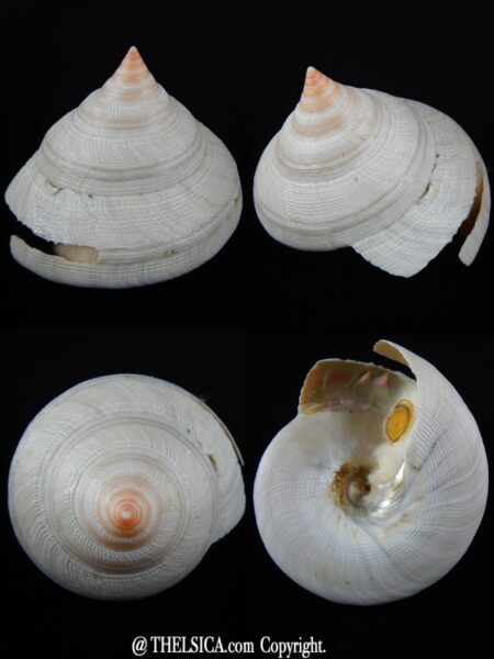 Mikadotrochus hirasei hirasei ,,, Albino...81,07 mm F++/F+++-0