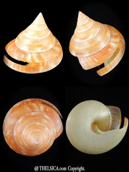 Perotrochus vicdani 49,40 mm Gem-0