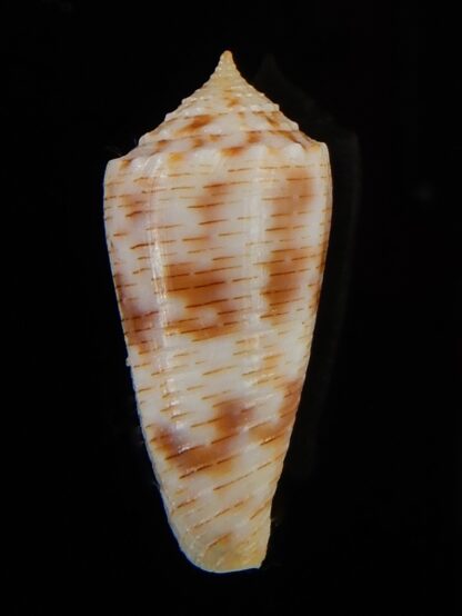 Phasmaconus santinii 22,05 mm Gem-58574