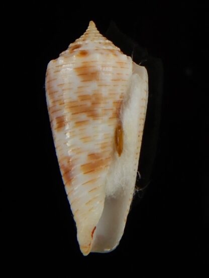 Phasmaconus santinii 22,05 mm Gem-58577