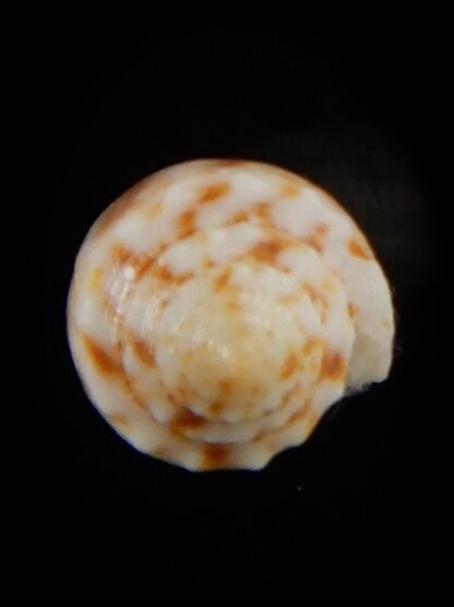 Phasmaconus santinii 22,05 mm Gem-58575