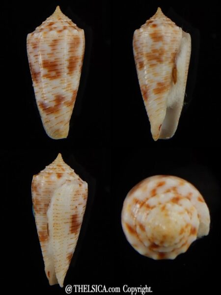 Phasmaconus santinii 22,05 mm Gem-0