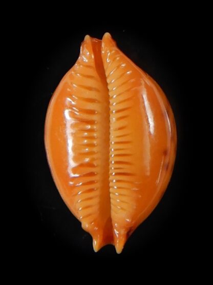 Pustularia bistrinotata chiapponi beatricae 18,10 mm Gem-58390