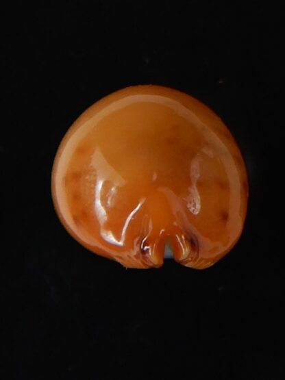 Pustularia bistrinotata chiapponi beatricae 18,10 mm Gem-58387