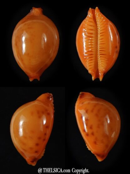 Pustularia bistrinotata chiapponi beatricae 18,10 mm Gem-0