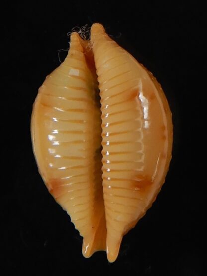 Pustularia bistrinotata chiapponi beatricae 19,70 mm Gem-58402