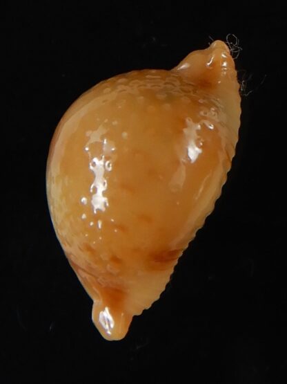Pustularia bistrinotata chiapponi beatricae 19,70 mm Gem-58400