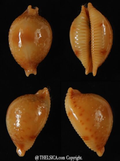 Pustularia bistrinotata chiapponi beatricae 19,70 mm Gem-0
