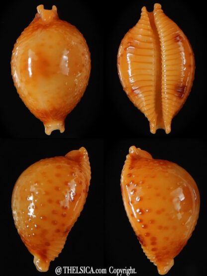 Pustularia bistrinotata chiapponi beatricae 20,23 mm Gem-0