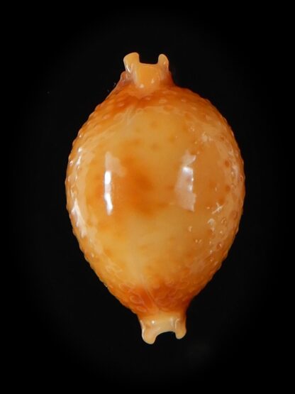 Pustularia bistrinotata chiapponi beatricae 20,23 mm Gem-58417