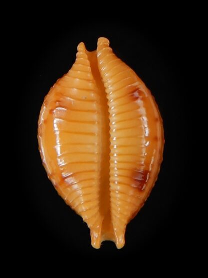 Pustularia bistrinotata chiapponi beatricae 20,23 mm Gem-58415