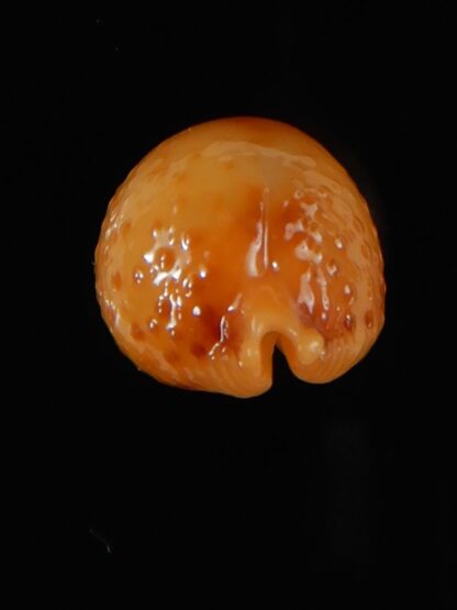 Pustularia bistrinotata chiapponi beatricae 20,23 mm Gem-58418