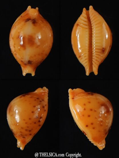 Pustularia bistrinotata excelsior 17,35 mm Gem-0