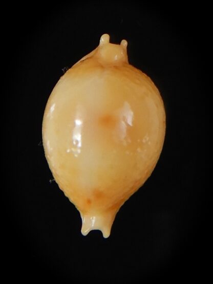 Pustularia bistrinotata mediocris 16,88 mm Gem-58587