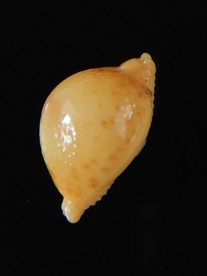 Pustularia bistrinotata mediocris 16,88 mm Gem-58588