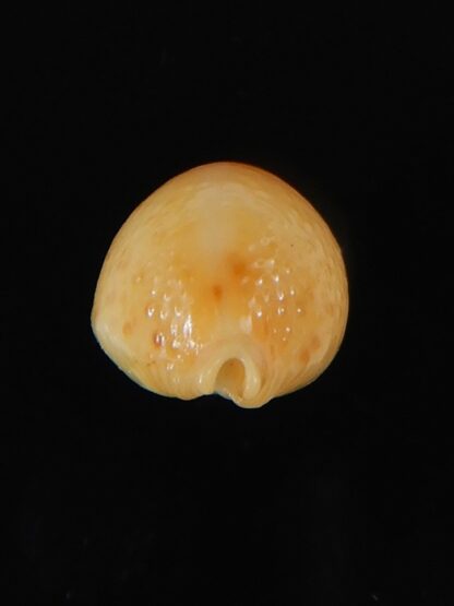 Pustularia bistrinotata mediocris 16,88 mm Gem-58590