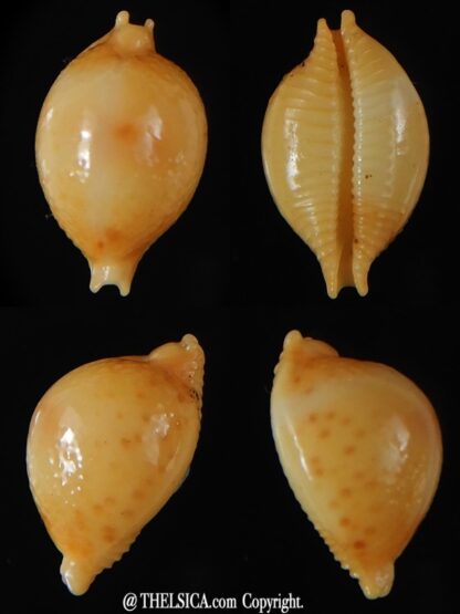 Pustularia bistrinotata mediocris 16,88 mm Gem-0