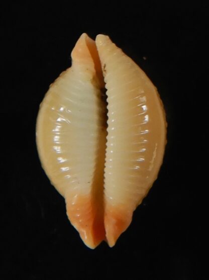 Pustularia cicercula cicercula..Rostrate... 17,60 mm Gem-58373