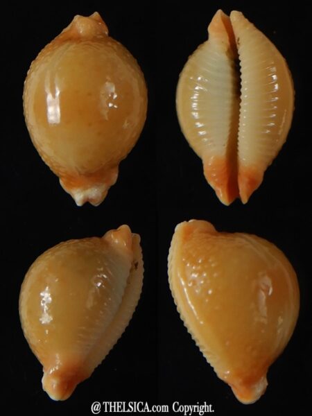 Pustularia cicercula cicercula..Rostrate... 17,60 mm Gem-0