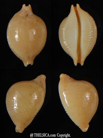 Pustularia cicercula cicercula 19,75 mm Gem-0